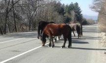 Неизвестен застреля 4 коня в село край Мъглиж