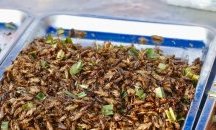 Насекомите - по-добра храна за домашните питомци от пържолите