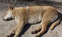 26-годишен застреля куче в село Вокил