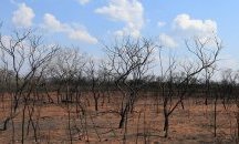 Боливия поиска помощ от ЕС за справяне с горските пожари