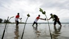 Жители на провинция Ачех в Индонезия посяват мангрови дървета. Създаването на крайбрежно мангрово блато е част от усилията за предпазване на областта от цунами.