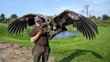 Петер Венцел обучава младия кондор Молина в резерват в Биндслев, Дания. Млади кондорите имат от 3 до 5 метра разперени криле и са тежки до 15 кг, което ги прави най-големите летящи птици в света.