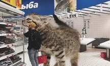 Вижте как би изглеждал светът, ако котките бяха много по-големи