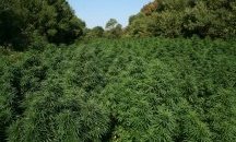 Откриха нива с канабис в созополско село, двама са задържани