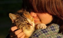 Учените продължават с опитите за създаване на хипоалергенни котки
