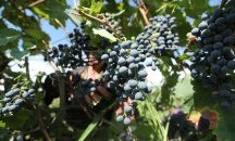 Започна гроздоберът в Петричко- Санданския регион