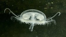 Сладководни медузи Craspedacusta sowerbii в езерото Кьозеп баня в Унгария, появили се заради покачване на температурата на водата и нейната чистота. Видът е инвазивен, характерен за Китай, и по същество не е истинска медуза.