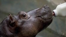 Директорът на Националния зоопарк на Никарагуа храни бебе хипопотам, спасено от цирк.