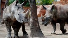 Зоологическата градина в Гватемала вече има нови обитатели. Няколко бели южноафрикански носорози пристигат в зоопарка.