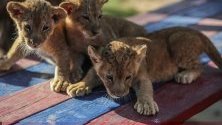 Три новородени лъвчета играят в зоопарк, южна ивица Газа.