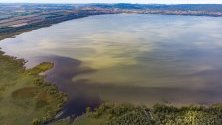 Сладководни водорасли се разпространяват в южния край на езерото Балатон в устието на река Зала,Унгария. Изследователи подозират, че фосфорът, избягал от утайката на езерото, може да бъде причина за това сравнително рядко явление, започнало в края на август.