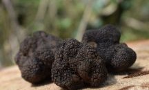 Училище във Велико Търново купува компютри с пари от трюфели