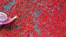 Южнокорейка суши събрани червени пиперки в Чънчеон, на 85 км от Сеул.