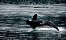 Морето край Аржентина изхвърли седем косатки