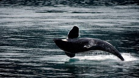 Морето край Аржентина изхвърли седем косатки