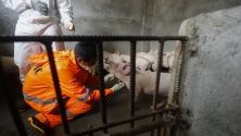 Ветеринар взима кръвна проба от прасе в свинеферма за тестване за африканска чума, Куезон, Филипините. В града беше потвърдено наличието на болестта.