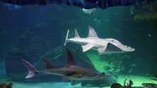 Акули плуват в аквариум в Сидни, Австралия, по време на оповестяване на данни за загуба на видове поради бездействието на правителството срещу промените в климата.
