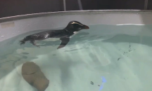 Пингвинче-герой се готви да се завърне от Австралия в дома си в Нова Зеландия