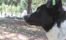Училище във Велико Търново осинови куче от приют