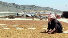 Афганистанец събира изсушени стафиди в Кандахар. Въпреки нападенията на талибаните, провинцията е изнесла над 13 000 тона сушени плодове и ядки за Индия, Дубай и Казахстан за 10 месеца.