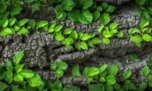 Биологичният часовник на растенията