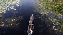 Жител на Кашмир преминава с лодката си през езерото Дал в Шринагар - лятната столица на Кашмир. Езерото е известно с плуващите си зеленчукови градини и лотусите, използвани за прехрана за добитъка.