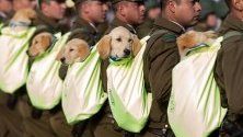  Кученца от кучешка бригада на чилийските карабинери участва във военен парад в Сантяго, Чили.