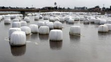 Наводнено поле от прелялата река Сегура след проливните дъждове в Аликанте, Испания. Властите отпуснаха над 23 милиона евро помощи за засегнатите райони.