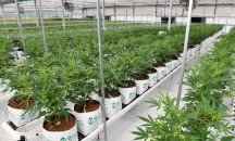 Канбера легализира марихуаната за лична употреба