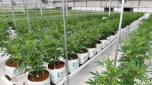 Отглеждане на канабис във ферма в Австралия. Канбера легализира отглеждането на канабис за лични цели.