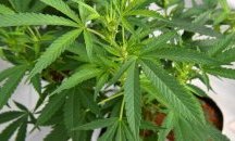 Италия узакони домашното отглеждане на канабис