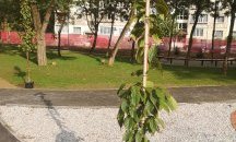 Засадиха "Градината на доброто" в сърцето на София