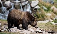 Две мечки гризли станаха хит насред канадска магистрала