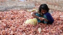 Дете от гетото в Амритсар, Индия, търси лук за прехрана сред остатъци на зеленчуков пазар в предградията. Лукът поскъпна в Индия заради нарушените доставки след наводненията.