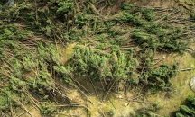 Над половината от застрашените дървета в Европа са пред изчезване