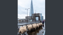Около 30 овце бяха подкарани по Лондонския мост в съответствие със стара традиция, която дава възможност да се почетат гражданите, довели добитък в столицата.