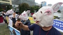 Активисти за права на животните протестират в Сеул с искане за прекратяване на избиването на прасета заради африканската чума. Южна Корея обяви 10 случая на АЧС от 17 септември.