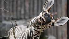 Хартманова планинска зебра се храни с клонки в зоопарка в Ландау, Германия.