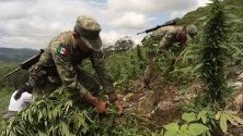 Мексикански агенти унищожават насаждения от 3 хектара с марихуана в планинския щат Синалоа.