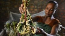 Жена от племе в Индия се грижи за копринени буби. Отглеждането им е основно препитание сред племената в щата Асам.