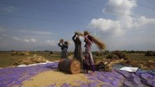 Кашмирски фермери работят на оризище в покрайнините на Шринагар, лятната столица на Кашмир. Сезонът на жътвата е в разгара си в региона.