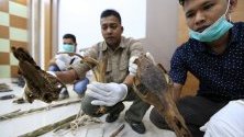 Кости от елен, убит от контрабандисти, в Банда Ачех, Индонезия. Властите, заедно с ООН, засилват усилията си срещу нелегалните капани из горите на Ачех.