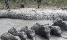 Фатален инцидент сполетя шест слона в Тайланд