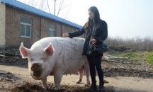 Китай развъжда гигантски прасета с размер на полярни мечки