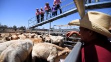 Търг на добитък в Рома, Куийнсленд, Австралия. Градът отбелязва 50-годишнина от съществуването на кошарите, където добитъка се подготвя за продажба - най-големите в южното полукълбо.