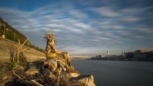 Статуя на седящ човек, сътворен от плаващи клонки по река Дунав, дело на Дима Шльонкин. Статуята е поставена край Моста на свободата в Будапеща, Унгария.