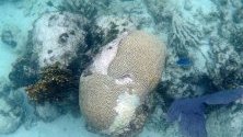Избелване на корали по крайбрежието на Исла Контой, Мексико. Властите излязоха с план срещу избелването, след като за 17 месеца са измрели повече корали отколкото за последните 40 години.