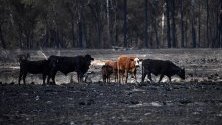 Стадо крави върху изгоряло поле в Рапвил, Нов Южен Уелс, Австралия. Пожарите в района на Рапвил излязоха извън контрол и има няколко изгорели къщи.