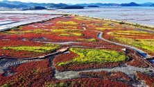 Разноцветни есенни треви покриват солни блата в провинция Синан, Южна Корея.