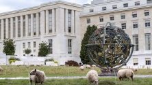 Овце пасат в тревните площи пред централата на ООН в Женева, Швейцария.